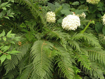 Polystichum-Bevis-0806.jpg