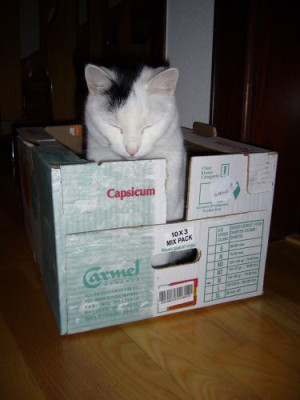 schachtelkatze1.jpg