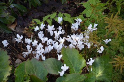 Cyclamen_hederifolia.15-3.jpg