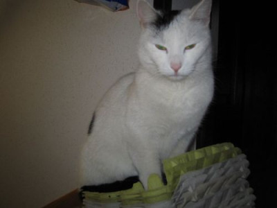 schachtelkatze2.jpg