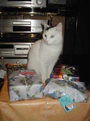 schachtelkatze4.jpg