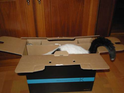 schachtelkatze5.jpg