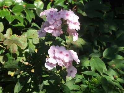 DSCF2522.JPG