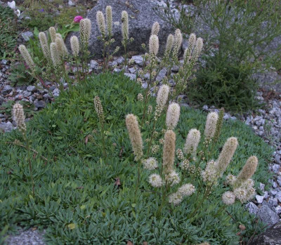Petrophytum cinerascens 20.08.15.JPG