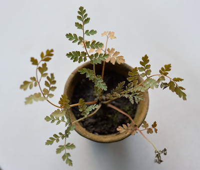 Corydalis-oder-was-Aug3015_003.jpg
