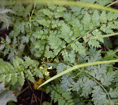 Corydalis-cheilanthifolia-Aug3015_011.jpg