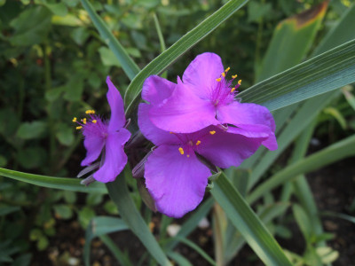 Tradescantia red grape.JPG