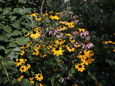 Rudbeckia triloba 15.JPG
