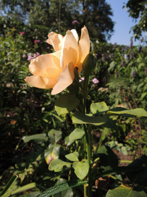 R.Julias Rose 8-15.JPG