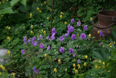 Geranium4312a.jpg