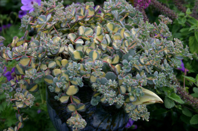 Sedum0907a.jpg