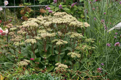 Sedum Matrona0214a.jpg