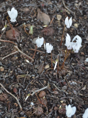 Cyclamen_hederifolia.15-4.jpg