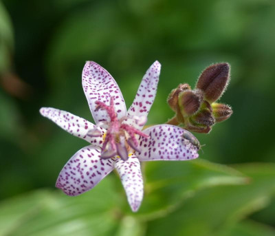 Tricyrtis.15-1.jpg