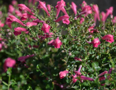 Scutellaria_suffrutescens-CherrySkullcap.15-1.jpg