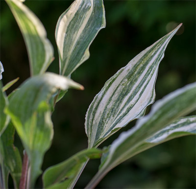 Hosta_T.S.u1.jpg