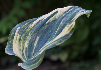 Hosta_C.A.u1.jpg