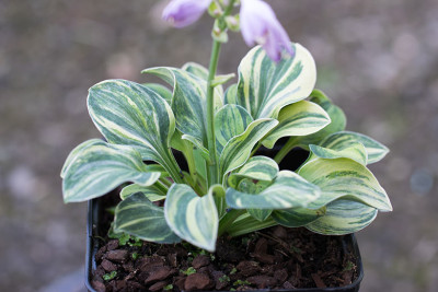 Hosta_R.M.u1.jpg