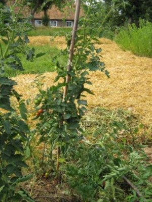 tomaten_1.8.06resi_gold1_001.jpg