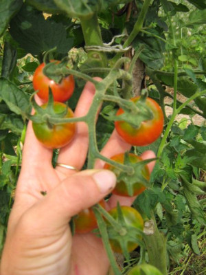 tomaten_1.8.06_resi_gold2002.jpg