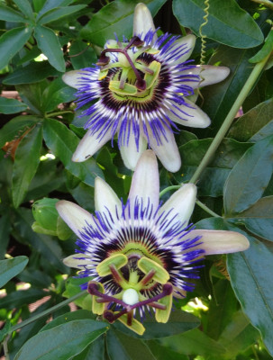 Passiomsblume.jpg