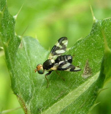 Urophora_cardui_-_Distelbohrfliege_02.jpg