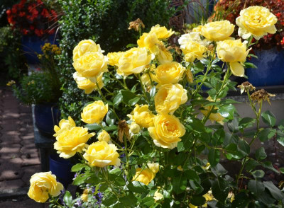 Rose-SchlossNeuschwanstein.15-2.jpg
