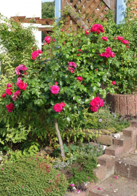Rose-RedLeonardo.15-8.jpg