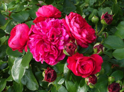 Rose-RedLeonardo.15-9.jpg