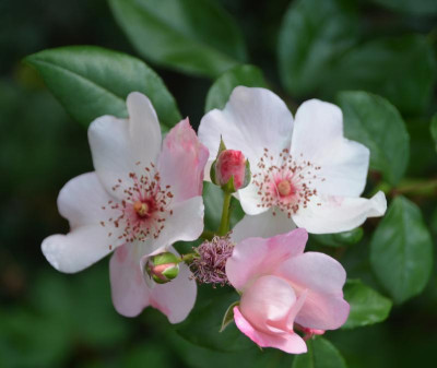Rose-SweetPretty-15-3.jpg