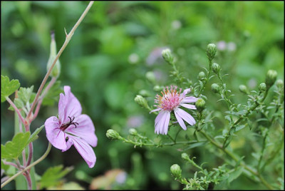 aster coombe fishacre.JPG