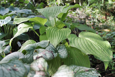 hosta blaugold15.JPG
