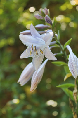 hosta lederhosen blüte.JPG