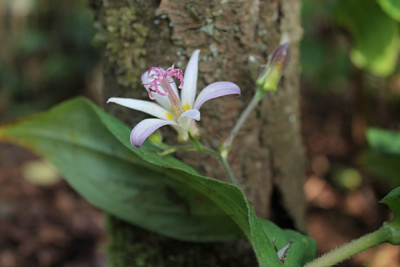 Tricyrtis.JPG
