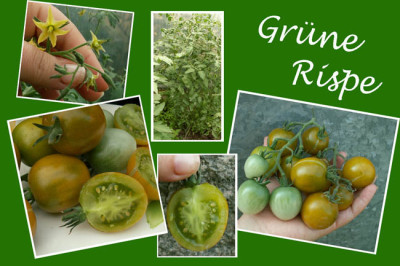 grune_rispe_v.jpg