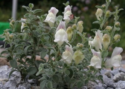 IMG_1684_eAntirrhinum_hispanicum.JPG