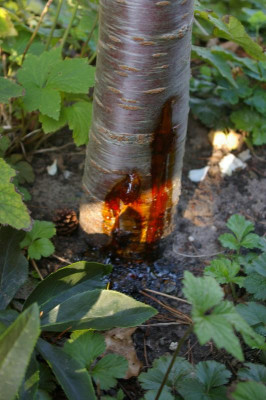 Prunus fruticosus globosus.jpg