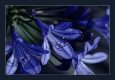 Agapanthus_2_29-07-2006.jpg