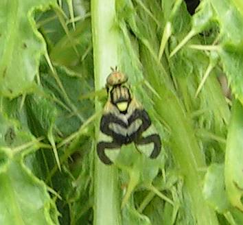 Urophora_cardui_-_Distelbohrfliege_03.jpg