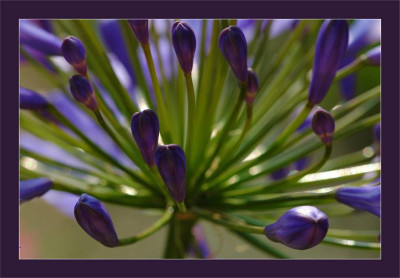 Agapanthus_3_29-07-2006.jpg