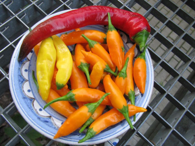 erste Chillis 2015.jpg