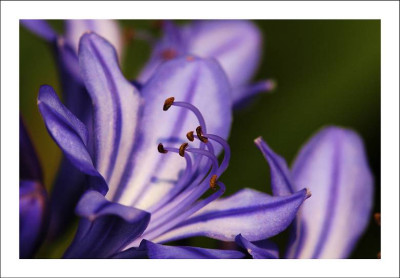 Agapanthus_4_29-07-2006.jpg