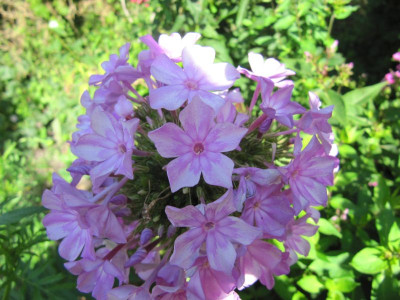 Sämling Nr. 3 150830.jpg