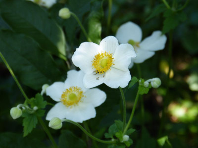 2015-08-31 Anemone hupehensis 'Alba'.jpg