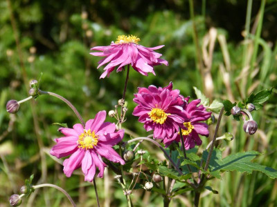 2015-08-31 Anemone hupehensis 'Bressingham Glow'.jpg