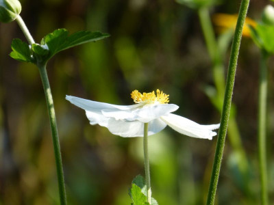2015-08-31 Anemone.jpg