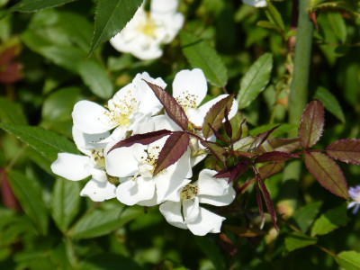 2015-08-31 Rosen 'Darlows Enigma'.jpg