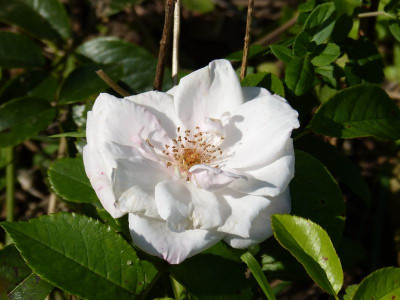 2015-08-31 Rosen 'Pearl Drift'.jpg