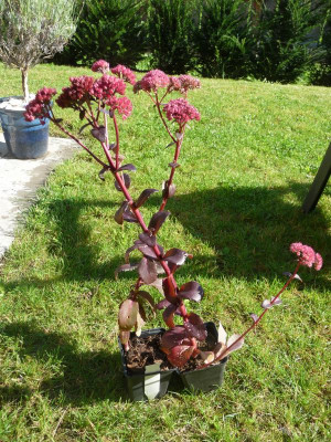 Sedum 'Arthur Branch'.JPG