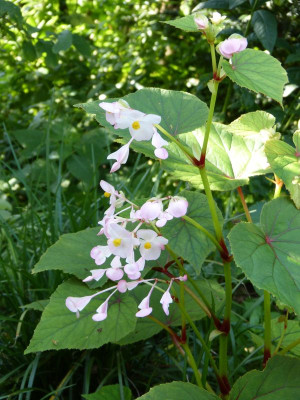 2015-09-01 Begonia grandis var. evansiana.jpg